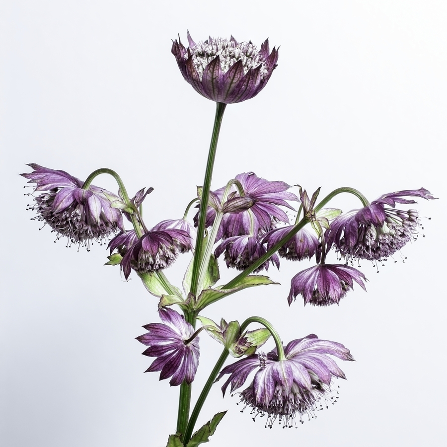 2nd Flowerworks by Dave Best